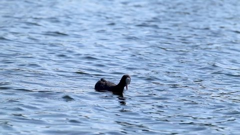 Eurasian coot, black common coot diving slow-motion. Wild water bird feeding on blue lake water surface. Wildlife birds watching