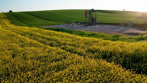 OIL PUMPIMG RIGS - aerial drone shot flying around an oil pumping rig in the sunny soft evening light - flowering yellow canola fields and green grass with wind generators in the background, backlight
