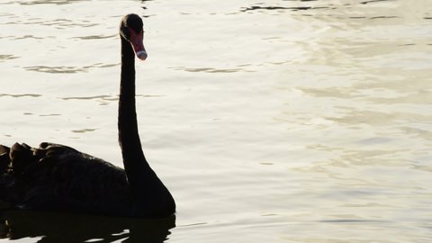 Black swan swimming in a calm lake at sunset