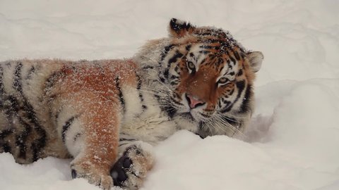 beautiful big tiger lies in the snow close-up. slowly falling snow