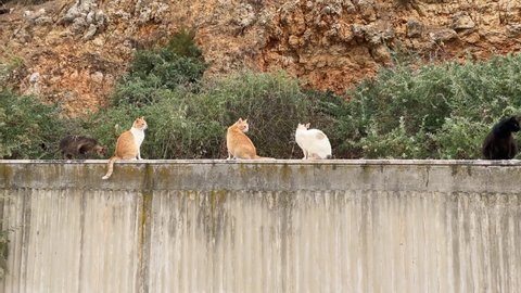 Many Stray Cats On Top of Wall. Cute stray cats looking at camera on top of a street wall. Handheld shot