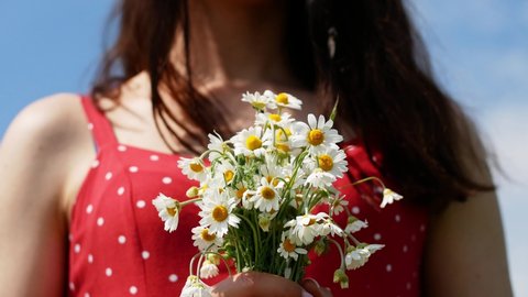A woman in a red dress with polka dots holds a very beautiful bouquet of field daisies in her hands. Flowers in hands and in nature.