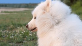 The dog sits on the shore of the sand near the ocean and the wind develops its fur. Samoyed Laika white dog of insane beauty with a sunny day in nature.
