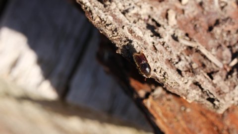 a tiny bark beetle on wood