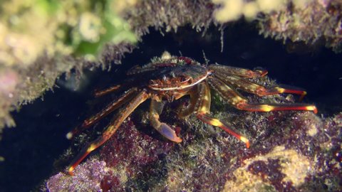Sally Lightfoot Crab or Nimble spray crab or Urchin crab (Percnon gibbesi) searches for food among the seaweed.