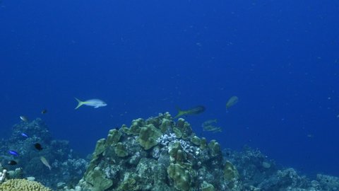 Seascape with Yellowtail Snapper, coral and sponge in coral reef of Caribbean Sea, Curacao