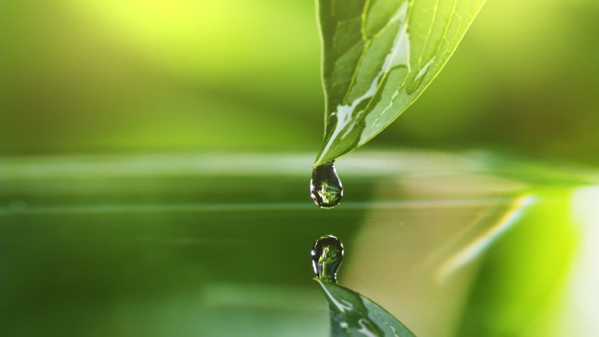 Slow motion shot of drop of water falls from green leaf during rain. Beautiful bokeh of green foliage on the background. Cycle of water in nature - Powered by Shutterstock - Get 15% off with code: PIKWIZARD15