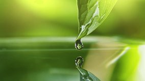 Slow motion shot of drop of water falls from green leaf during rain. Beautiful bokeh of green foliage on the background. Cycle of water in nature - Powered by Shutterstock - Get 15% off with code: PIKWIZARD15