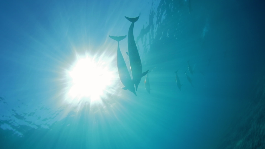 Close-Up Slow Motion Shot Of Sunbeam Falling Undersea While Dolphins Swimming - Big Island, Hawaii Royalty-Free Stock Footage #1073513324