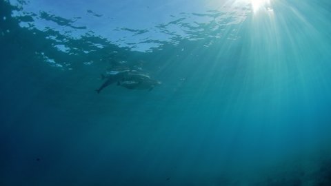 Close-Up Slow Motion Sunlight Falling On Pod Of Fish Undersea - Big Island, Hawaii