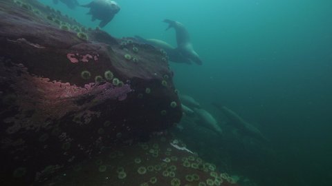 Close-Up Bob Of Seal Swimming In Ocean, Aquatic Plants Over Rocks Undersea - British Columbia, Canada