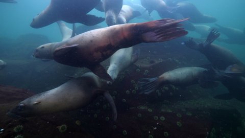 Close-Up Lockdown Shot Of Seals Swimming By Wild Plants Underwater - British Columbia, Canada
