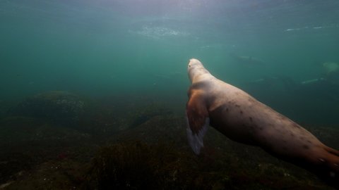 Close-Up Shot Of Seals Swimming In Deep Water - British Columbia, Canada
