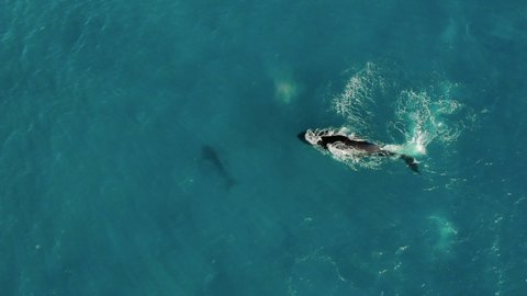 Aerial Tilt Down Shot Of Whales Splashing Water While Swimming In Ocean - Oahu, Hawaii