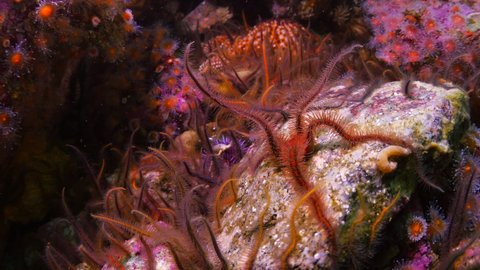 Coral Reefs Moving On Rock Undersea - Monterey, California