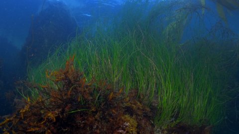 Green Wild Plants Flowing Undersea - Monterey, California