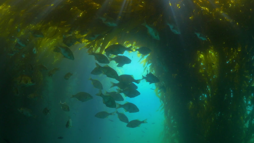School Of Fish Swimming Underwater Amidst Laminariales Plants - Monterey, California Royalty-Free Stock Footage #1073519210