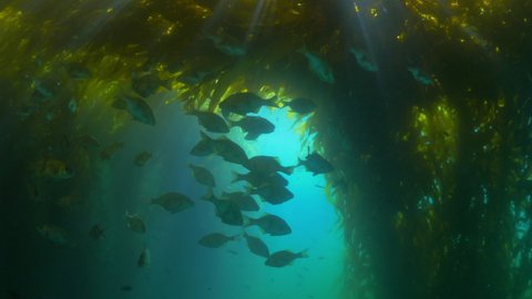 School Of Fish Swimming Underwater Amidst Laminariales Plants - Monterey, California