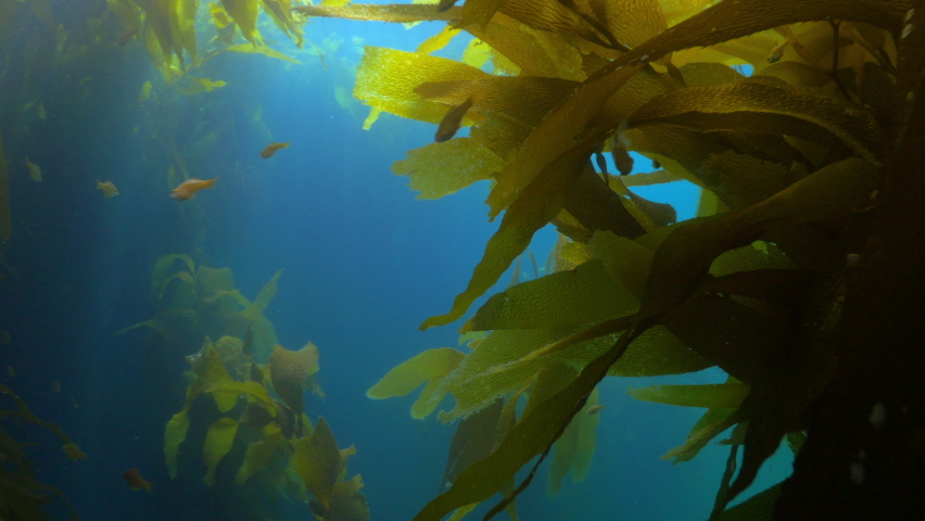 Close-Up Shot Of Kelp Plants Growing Underwater, Fish Swimming In Forest - Monterey, California Royalty-Free Stock Footage #1073519213