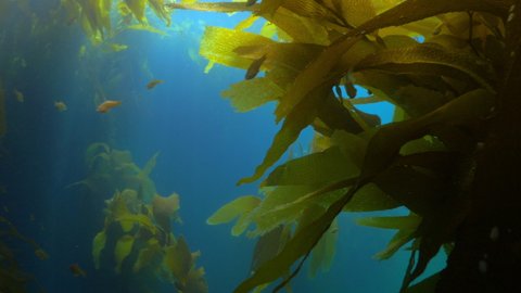 Close-Up Shot Of Kelp Plants Growing Underwater, Fish Swimming In Forest - Monterey, California