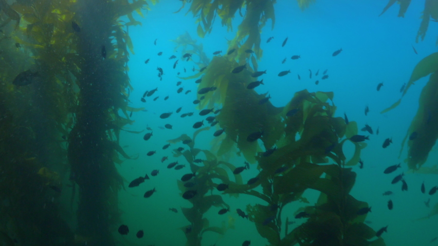 School Of Fish Swimming Amidst Laminariales Plants Underwater - Monterey, California Royalty-Free Stock Footage #1073519222