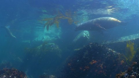 Cute Seals Swimming Underwater In Kelp Forest Above Coral Reef - Monterey, California