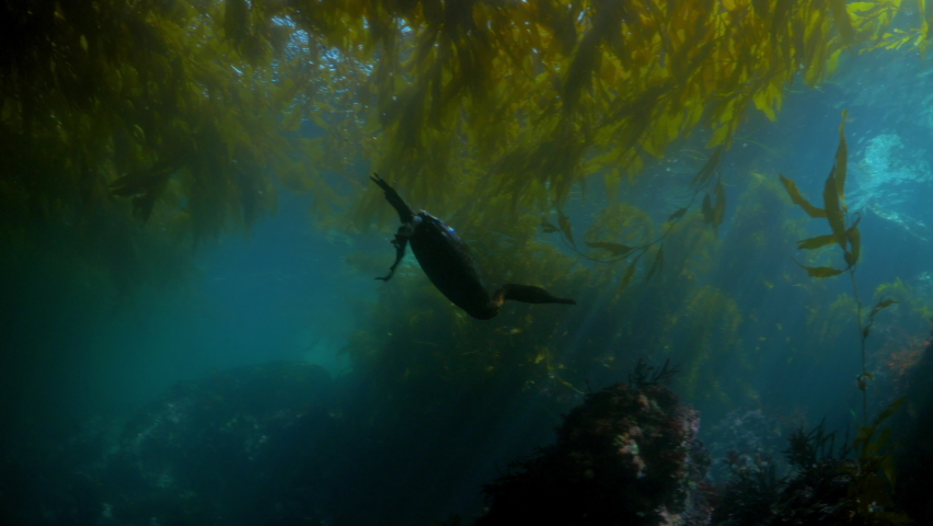 Cormorants Swimming In Sea Below Plants, Kelp Forest Growing Underwater - Monterey, California Royalty-Free Stock Footage #1073519237