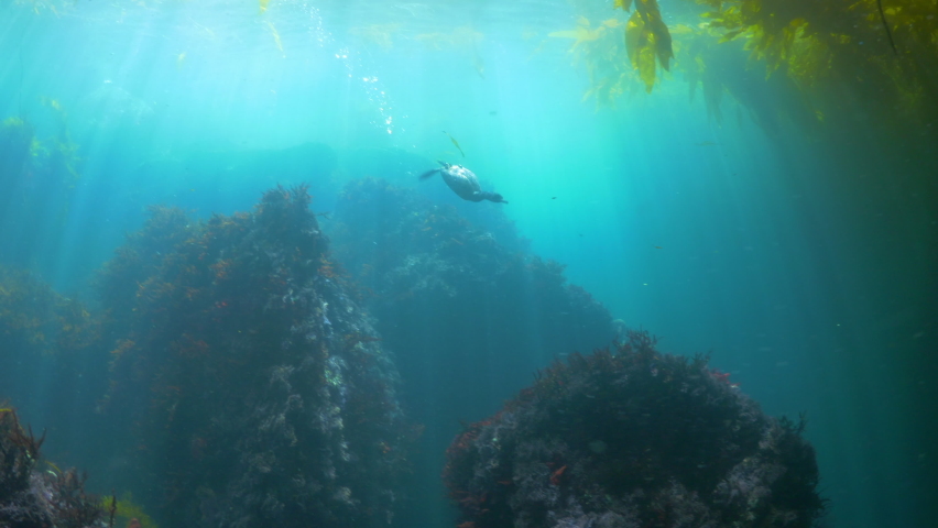 Cormorant Hunting While Swimming In Ocean Amidst Kelp Plants - Monterey, California Royalty-Free Stock Footage #1073519249