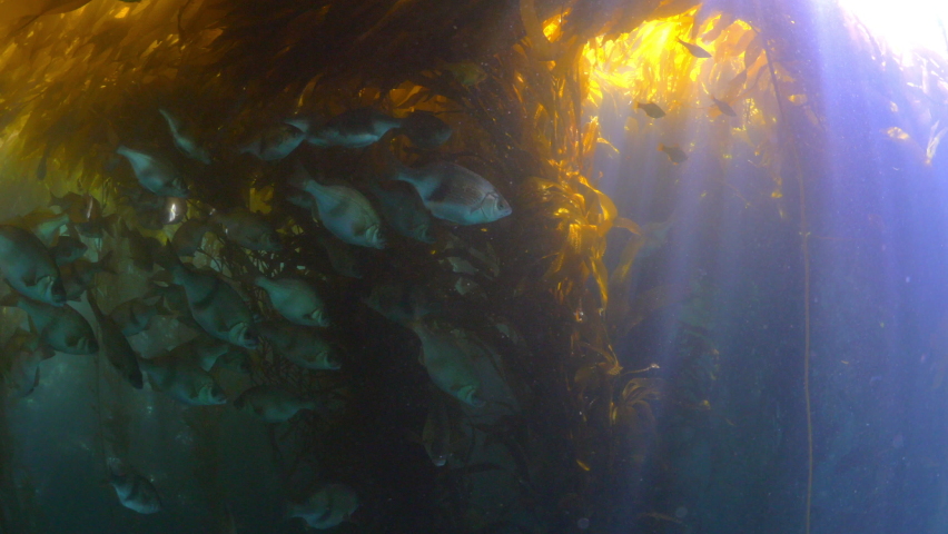 School Of Fish Swimming Amidst Kelp Plants Undersea - Monterey, California Royalty-Free Stock Footage #1073519270