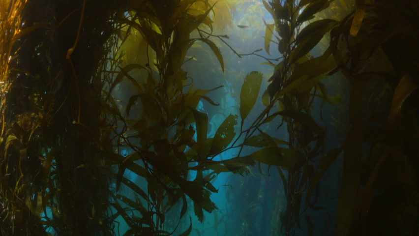School Of Small Fish Swimming Amidst Kelp Plants Undersea - Monterey, California Royalty-Free Stock Footage #1073519282