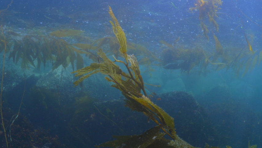Wild Plants Growing In Ocean Underwater - Monterey, California Royalty-Free Stock Footage #1073519297