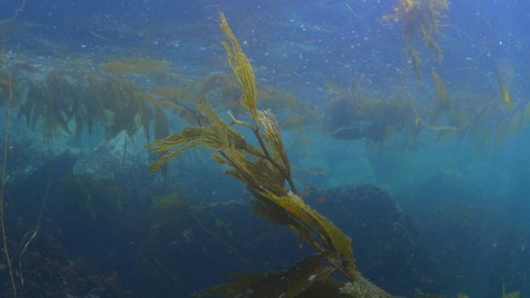 Wild Plants Growing In Ocean Underwater - Monterey, California