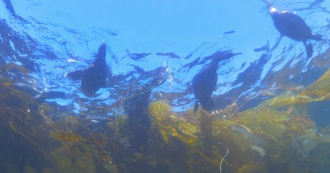 Gulp Of Cormorants Swimming In Ocean Above Aquatic Plants - Monterey, California