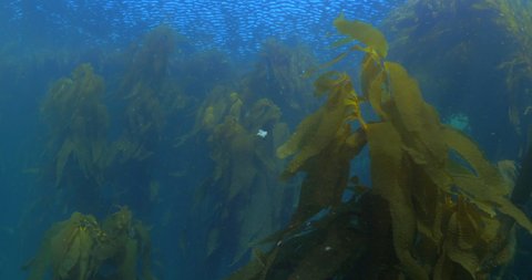 Kelp Forest Growing In Deep Blue Ocean - Monterey, California