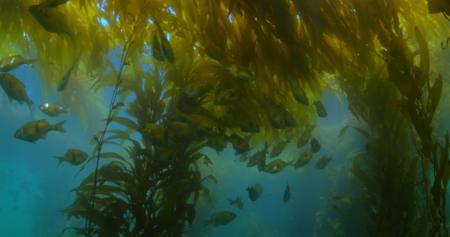 School Of Fish Swimming Underwater In Kelp Forest - Monterey, California Royalty-Free Stock Footage #1073519360