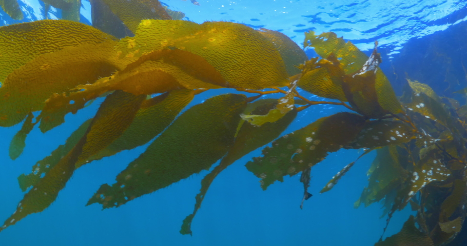 Close-Up Shot Of Kelp Plants In Blue Sea - Monterey, California Royalty-Free Stock Footage #1073519366