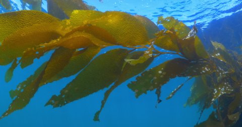 Close-Up Shot Of Kelp Plants In Blue Sea - Monterey, California