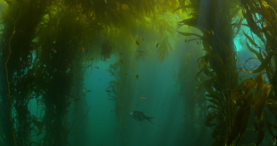 Small Fish Swimming Underwater In Kelp Forest, Plants Growing Undersea - Monterey, California Royalty-Free Stock Footage #1073519381