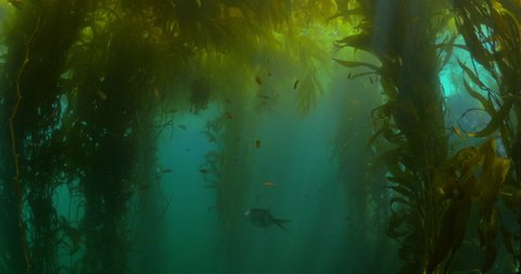 Small Fish Swimming Underwater In Kelp Forest, Plants Growing Undersea - Monterey, California