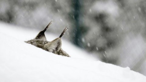 Slow Motion Lockdown Of The Top Of A Cat'S Head As It Turns And Looks Out Over A Snow Filled Landscape - Erfurt, Germany