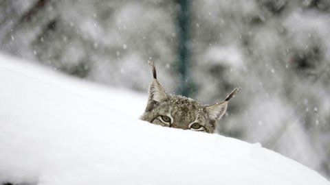 Slow Motion Lockdown Of The Top Of A Cat'S Head As It Looks Out Over A Snow Filled Landscape - Erfurt, Germany