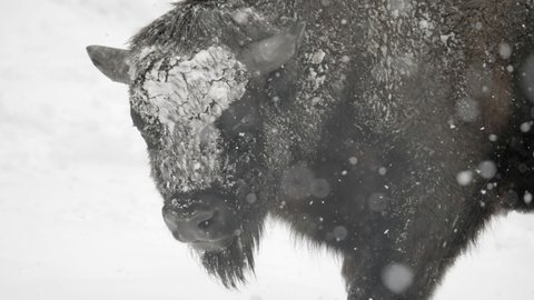 Slow Motion Panning Of A Bison As It Lowers Its Head While Standing In A Snow Storm, With A White Winter Background - Erfurt, Germany