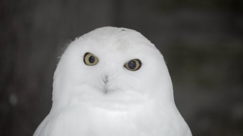 Lockdown Close-Up Of A White Snowy Owl As It Looks Directly Into The Camera And Turns Its Head To Both Sides - Erfurt, Germany
