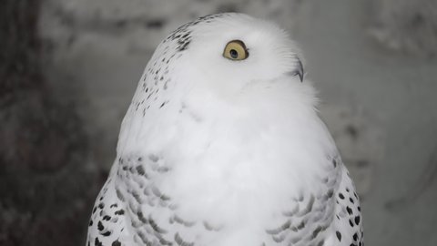 Lockdown Close-Up Of A White Snowy Owl As It Looks Directly Into The Camera, Turns Its Head To Both Sides, And Looks Up - Erfurt, Germany