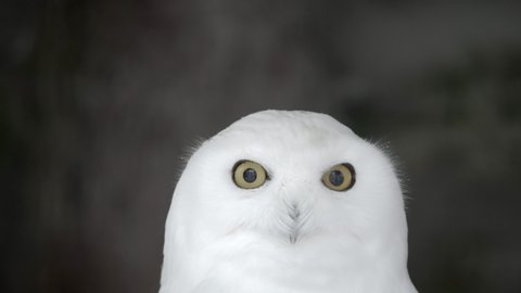 Lockdown Close-Up Of A White Snowy Owl As It Looks Directly Into The Camera, Looks Up, And Turns Its Head To The Side - Erfurt, Germany