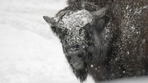 Slow Motion Lockdown Of A Bison Licking Its Muzzle And Standing In A Snow Storm, With A White Winter Background - Erfurt, Germany