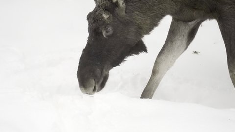Slow Motion Tracking Of A Moose Raising Its Head From The Snow And Walking Through A White Winter Landscape - Erfurt, Germany