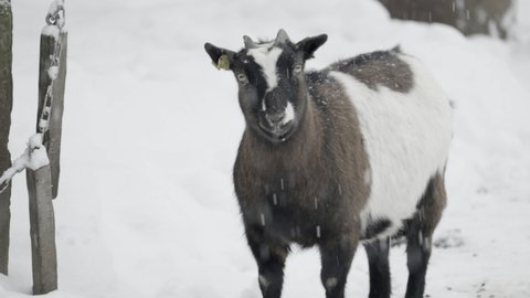 Tracking A Goat Walking Outside A Barn As Snow Falls All Around, With A Winter White Background - Erfurt, Germany