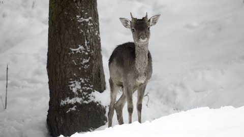Slow Motion Of A Wild Male Baby Deer Standing A In A Snow Covered Pine Forest, Raising His Head And Looking Straight Into The Camera - Erfurt, Germany