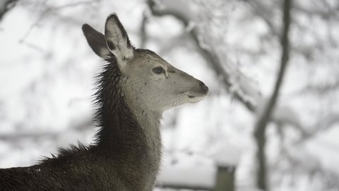 Slow Motion Of A Female Deer As She Turns Her Head And Looks Straight Into The Camera, With A Winter Snow Background And Trees - Erfurt, Germany